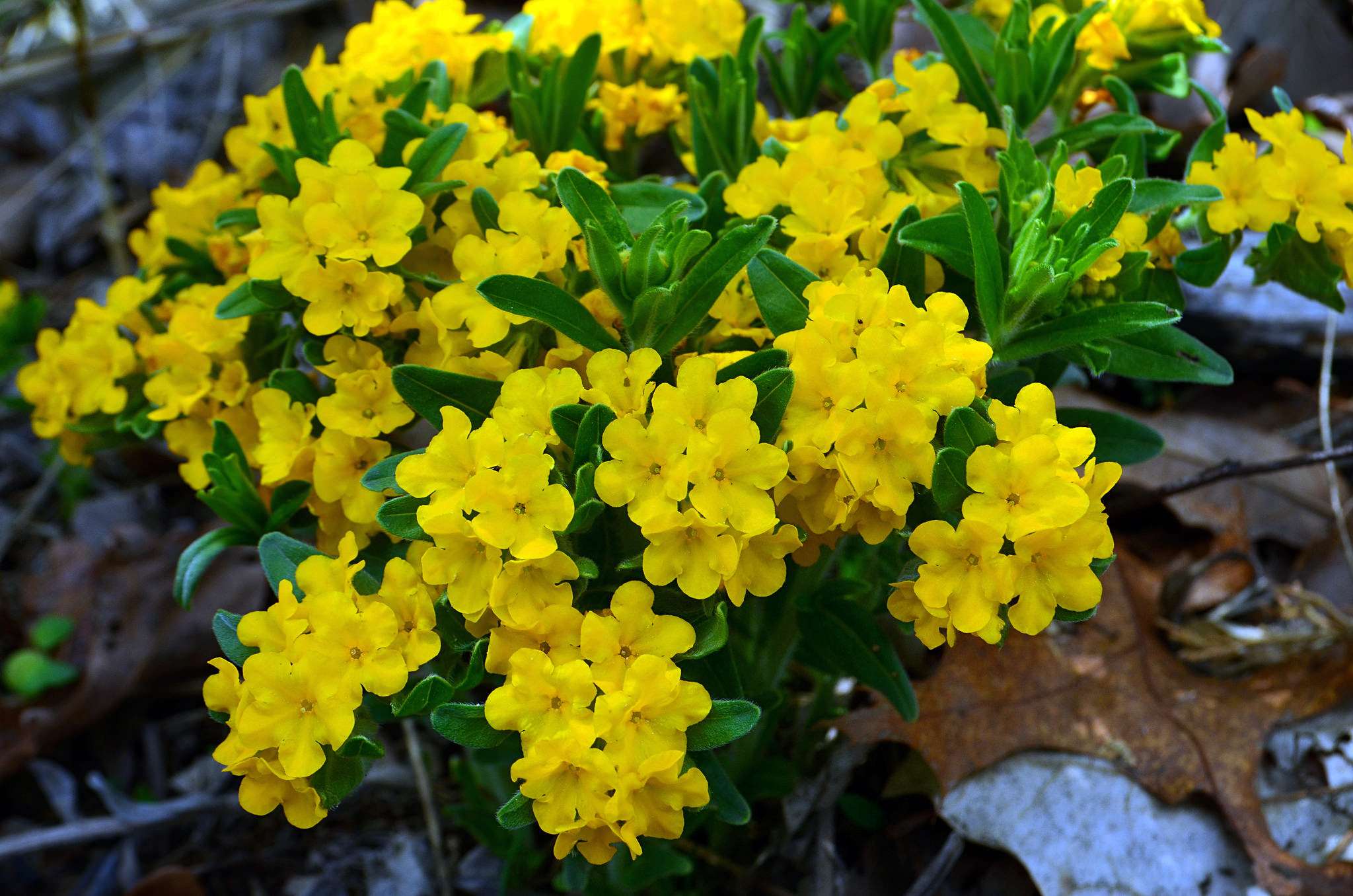 Hoary Puccoon